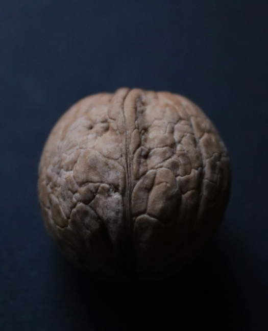 Brain, walnut